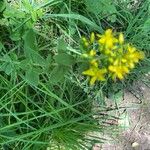 Hypericum hirsutum Blad