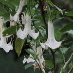 Brugmansia arborea Квітка