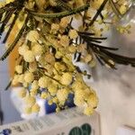 Acacia baileyanaFlower