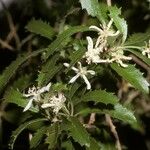 Hoheria angustifolia