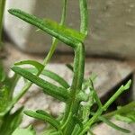 Senecio glaucus Leaf