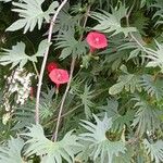Ipomoea x multifida Alkat (teljes növény)