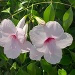 Pandorea jasminoides फूल