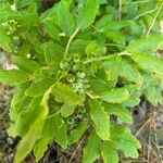 Vaccinium myrtilloides Leaf