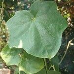 Thunbergia grandiflora Leaf