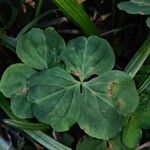 Oxalis violacea Leaf