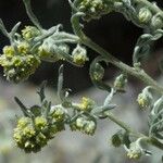 Artemisia umbelliformis Blodyn