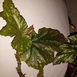 Begonia aconitifolia ᱛᱟᱦᱮᱸ