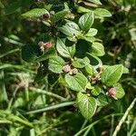 Cotoneaster dielsianus ഇല