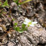 Arenaria ciliata Hábito