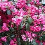 Rhododendron orbiculare Kvet