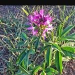 Cleomella serrulata Flower