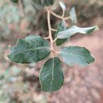 Quercus rotundifolia Leaf