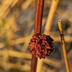 Rumex aquaticus Ffrwyth