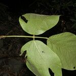 Mucuna holtonii Ліст