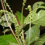 Cyathula prostrata Blatt