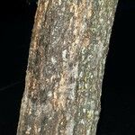 Catalpa ovata പുറംതൊലി