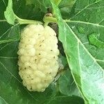Morus alba Fruto
