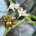 Allium canadense Blüte