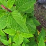 Salvia confertiflora Leaf