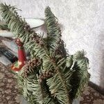 Abies procera Листок