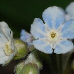 Cynoglossum virginianum Lorea
