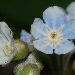 Cynoglossum virginianum 花