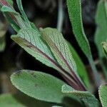 Salvia sonomensis 葉