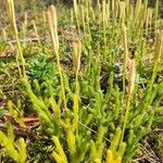 Lycopodium clavatum Blad