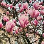 Magnolia × soulangeana Цветок