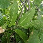 Annona reticulata पत्ता