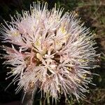 Haemanthus humilis Цветок