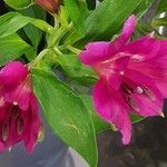 Alstroemeria spp. Květ