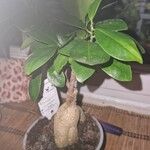 Ficus microcarpa Leht