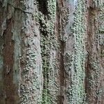 Osteophloeum platyspermum 樹皮