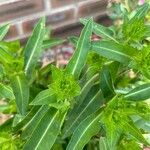 Stokesia laevisFulla