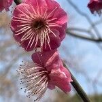 Prunus mume Fiore