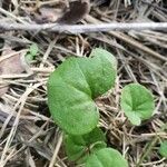 Dichondra carolinensis Feuille