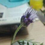Astragalus stella Flower