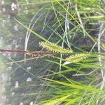 Carex vesicaria Bloem