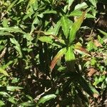 Berberis gagnepainii Blad