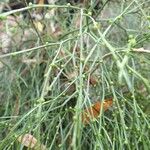 Psilotum nudum Leaf