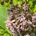 Asclepias syriacaKukka