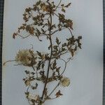 Clematis brevipes Otro