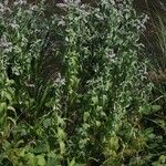 Mentha longifolia Folha