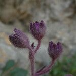 Saxifraga media Floare