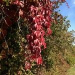 Parthenocissus quinquefolia Habit