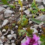 Saxifraga caesia Blatt