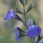 Salvia chamaedryoides Цвят