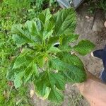 Tithonia rotundifoliaফুল